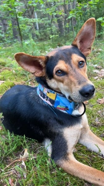 Loki