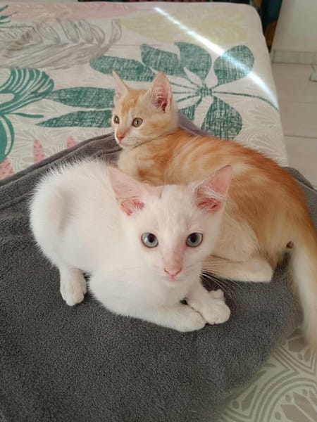 Arya, la belle minette