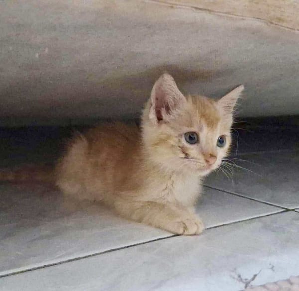 Arya, la belle minette