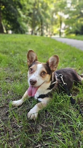 Mimi