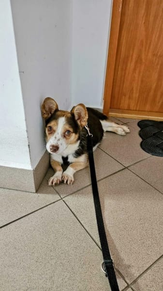 Mimi