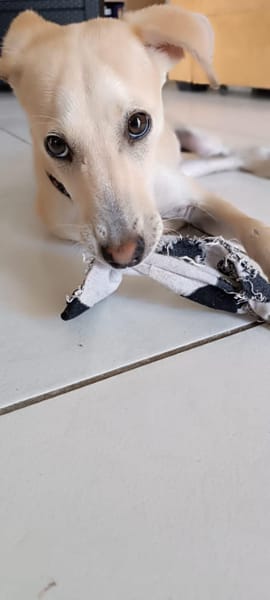 JULES le plus beau des césar