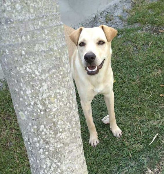 BUDY le magnifique