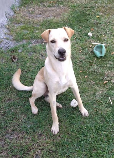 BUDY le magnifique