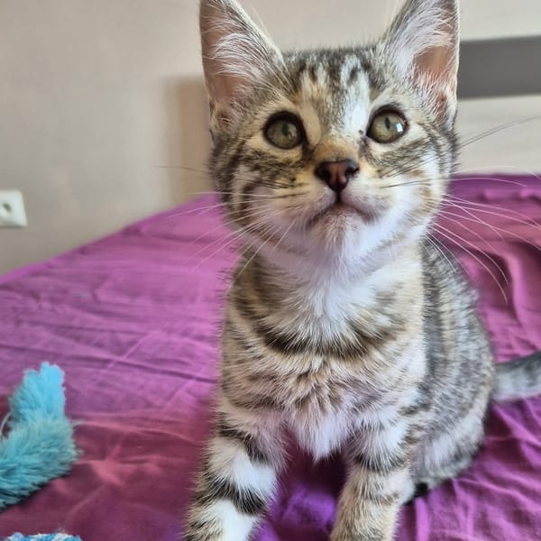 LILO (femelle) et STITCH (mâle)
