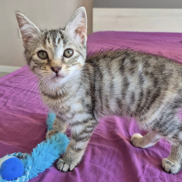 LILO (femelle) et STITCH (mâle)