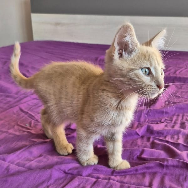 LILO (femelle) et STITCH (mâle)