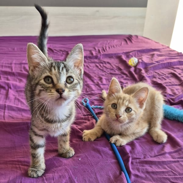 LILO (femelle) et STITCH (mâle)