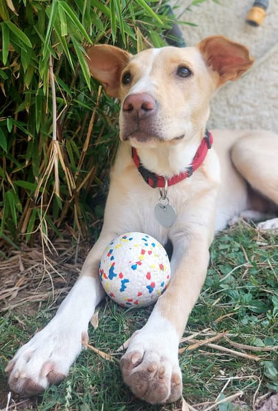 Gribouille, femelle croisée berger, née le 25/10/2024 🐶 ✨