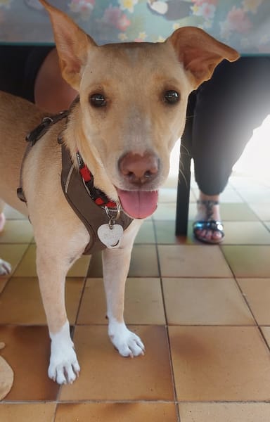 Gribouille, femelle croisée berger, née le 25/10/2024 🐶 ✨