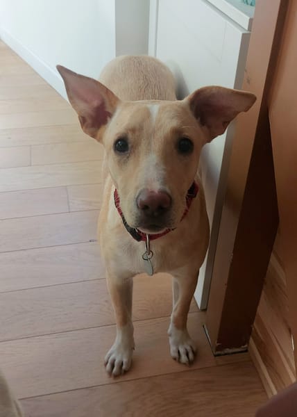Gribouille, femelle croisée berger, née le 25/10/2024 🐶 ✨