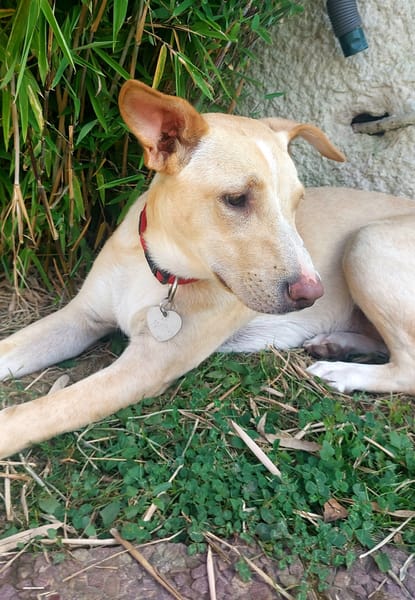 Gribouille, femelle croisée berger, née le 25/10/2024 🐶 ✨