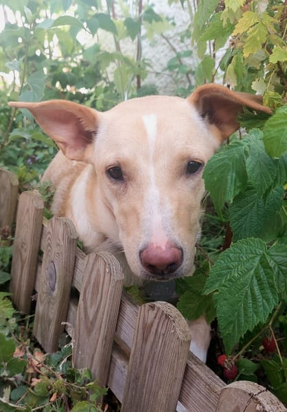 Gribouille, femelle croisée berger, née le 25/10/2024 🐶 ✨