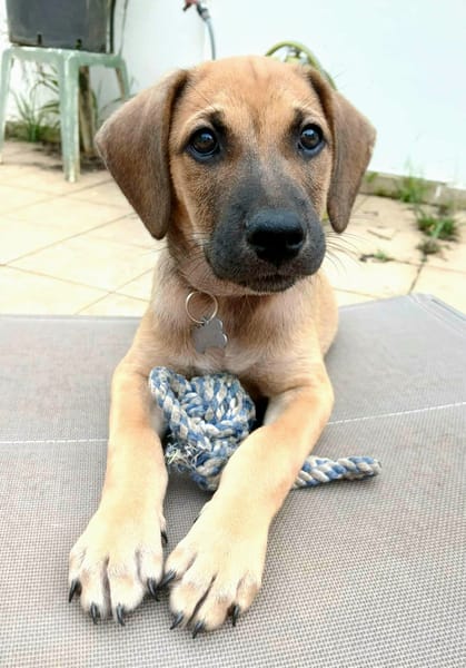 Pepsy, mâle croisé, né le 20/04/2025🐶