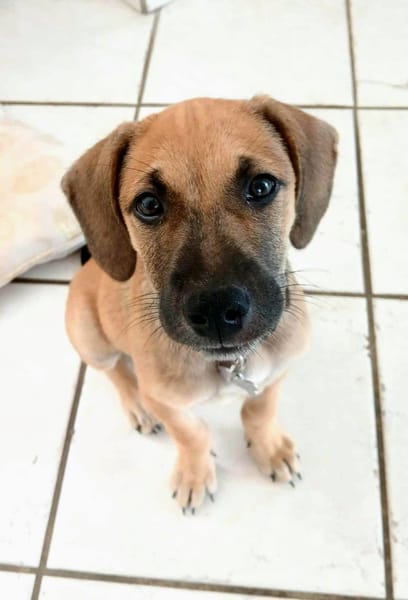 Pepsy, mâle croisé, né le 20/04/2025🐶