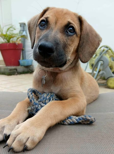 Pepsy, mâle croisé, né le 20/04/2025🐶