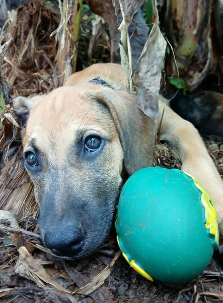 Pepsy, mâle croisé, né le 20/04/2025🐶