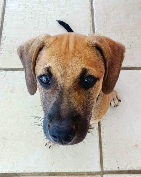 Pepsy, mâle croisé, né le 20/04/2025🐶