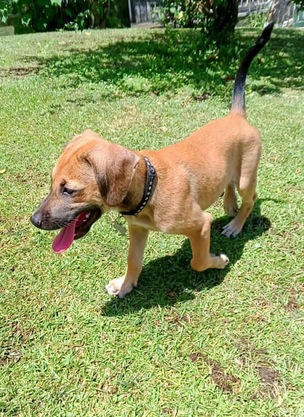 Pepsy, mâle croisé, né le 20/04/2025🐶