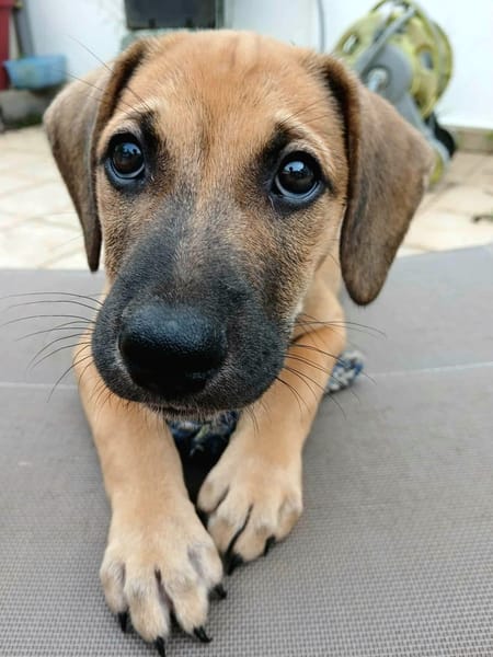 Pepsy, mâle croisé, né le 20/04/2025🐶