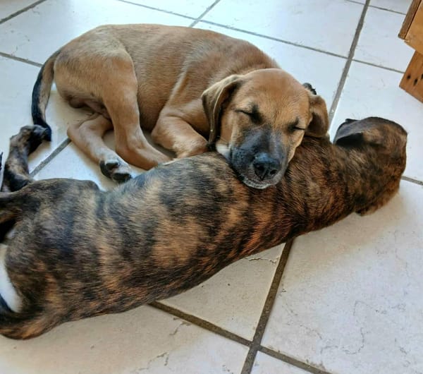 Pepsy, mâle croisé, né le 20/04/2025🐶