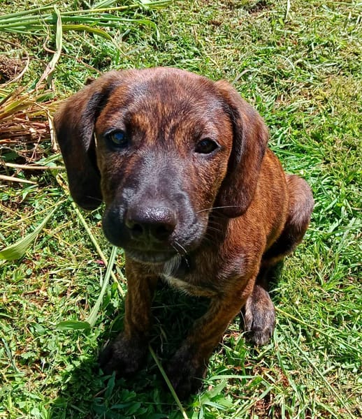 Awa, mâle croisé, né le 20/04/2025 🐶
