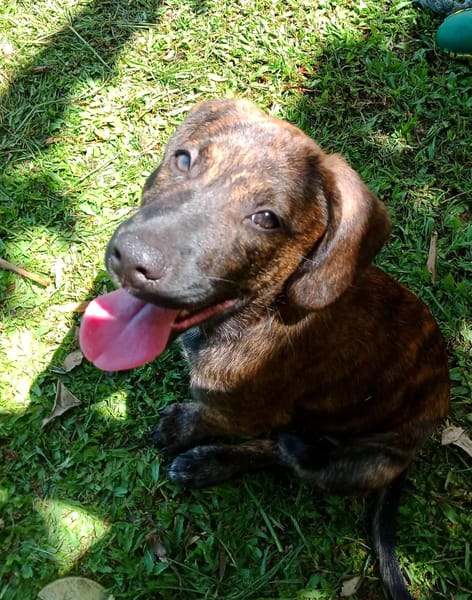 Awa, mâle croisé, né le 20/04/2025 🐶