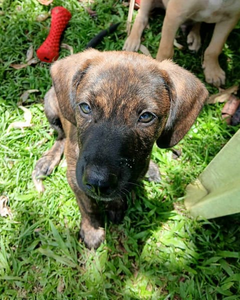 Awa, mâle croisé, né le 20/04/2025 🐶