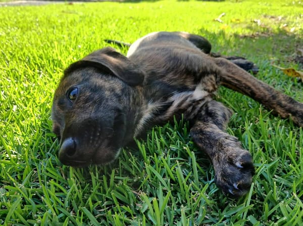 Awa, mâle croisé, né le 20/04/2025 🐶