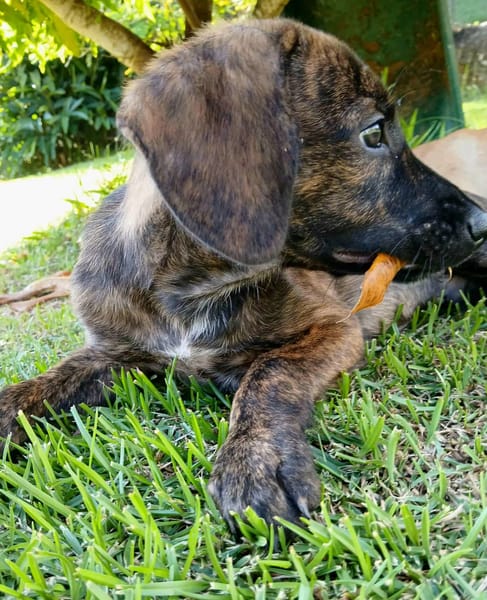 Awa, mâle croisé, né le 20/04/2025 🐶