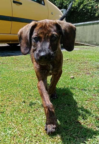 Awa, mâle croisé, né le 20/04/2025 🐶