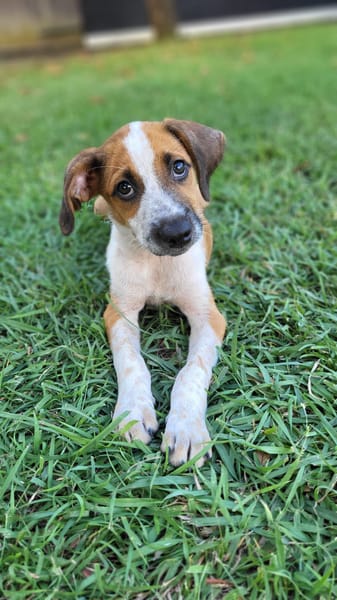 Amore, mâle croisé berger, né le 03/05/2025 🐶