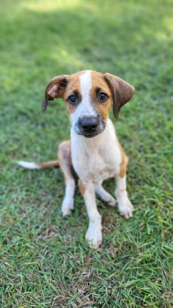 Amore, mâle croisé berger, né le 03/05/2025 🐶