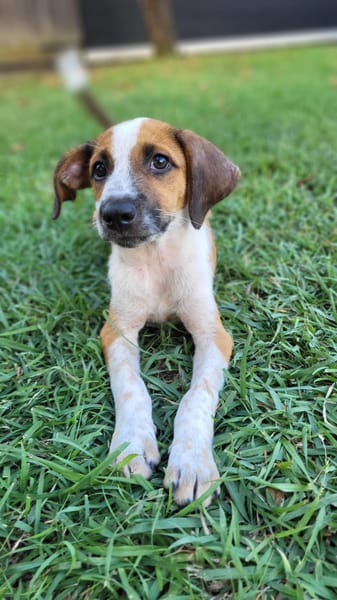 Amore, mâle croisé berger, né le 03/05/2025 🐶
