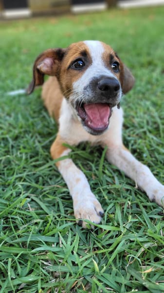 Amore, mâle croisé berger, né le 03/05/2025 🐶
