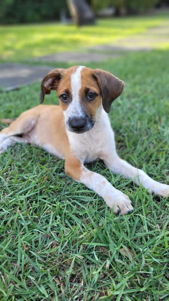 Amore, mâle croisé berger, né le 03/05/2025 🐶