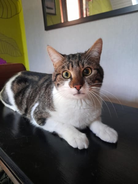 Léo