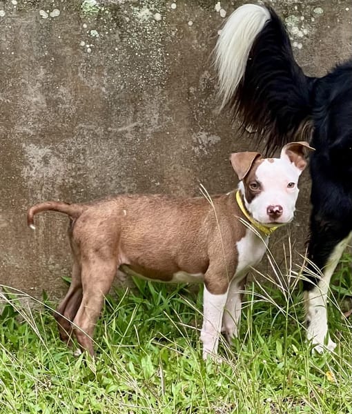 YELLOW le petit bellot