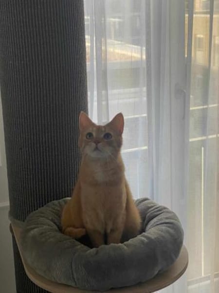 Lieber Njonjo sucht neue Familie