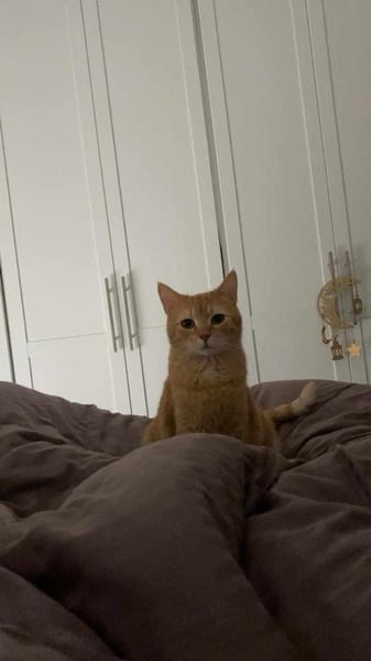 Lieber Njonjo sucht neue Familie