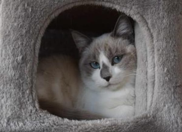 Liebe Lada (FelV-positiv)