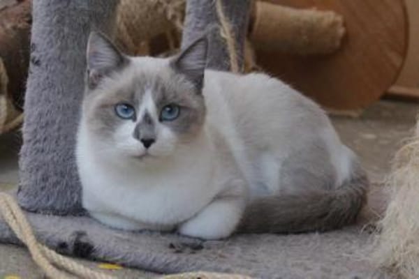Liebe Lada (FelV-positiv)