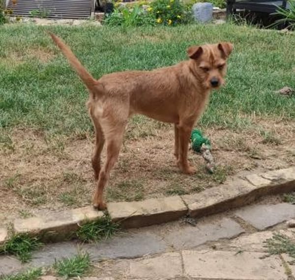 Süsse kleine Bandita sucht ein Zuhause