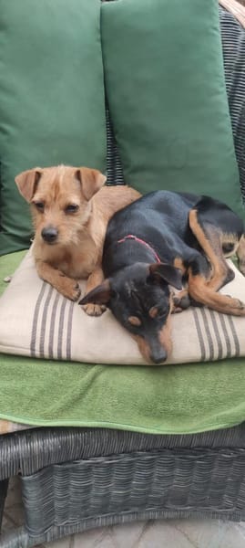 Süsse kleine Bandita sucht ein Zuhause