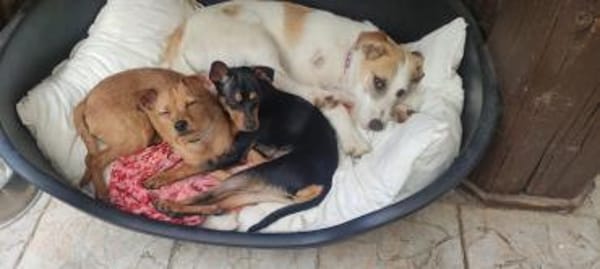 Süsse kleine Bandita sucht ein Zuhause