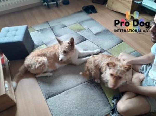 Nessa auf Pflegestelle