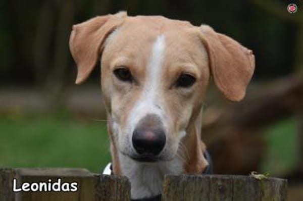 LEONIDAS