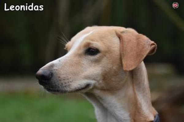 LEONIDAS