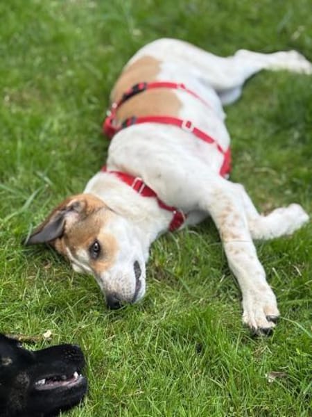 Agile Piper sucht ihre Familie