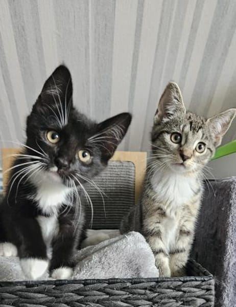 BIENE und Trixie